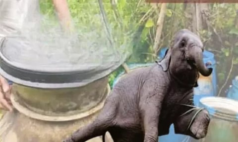 "போதை ஏறி போச்சு" சாராயம் குடித்து அட்டகாசம் செய்த குட்டி யானை