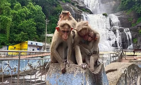 குற்றாலத்தில் குரங்கு பறித்து சென்ற சாவியை நூதன முறையில் மீட்ட போலீஸ்காரர்