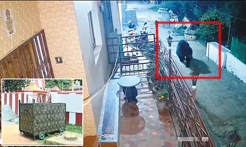 நீலகிரி: குடியிருப்பில் சுற்றித்திரியும் கரடியை பிடிக்க கூண்டு வைப்பு