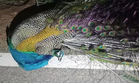 தூத்துக்குடியில் மின்சாரம் தாக்கி பலியாகும் மயில்கள்: நடவடிக்கை எடுக்க கோரிக்கை