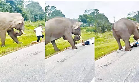 செல்போனில் படம் பிடித்தவரை துரத்தி சென்று தாக்கிய காட்டு யானை; அதிர்ச்சி வீடியோ