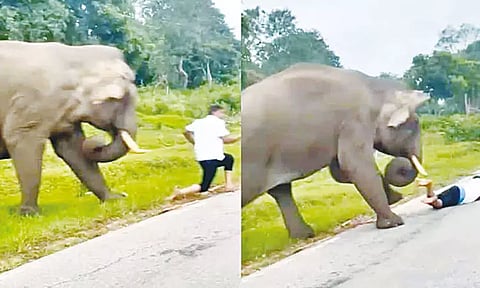 காட்டு யானையை செல்போனில் படம் எடுத்தவருக்கு ஏற்பட்ட கதி: வீடியோ வைரல்