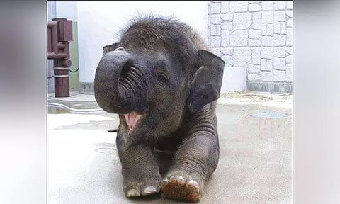 நெல்லையப்பர் கோவிலுக்கு புதிய குட்டி யானை கொண்டு வரப்படுகிறது