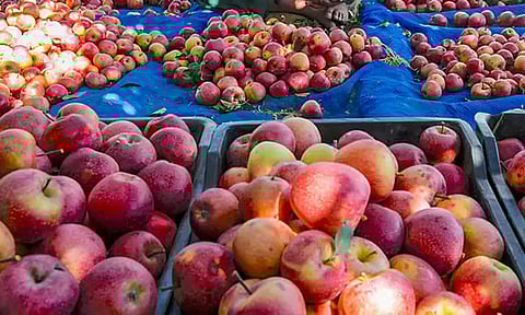 துபாய்க்கு பறந்த இந்திய ஆப்பிள்கள்