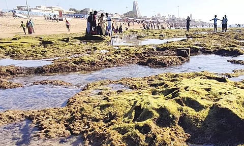 திருச்செந்தூரில் 2-வது நாளாக உள்வாங்கிய கடல்