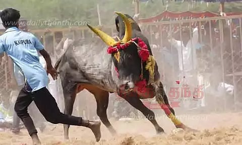 சிவகங்கையில் வடமாடு மஞ்சுவிரட்டு: காளைகள் முட்டி 10 பேர் காயம்