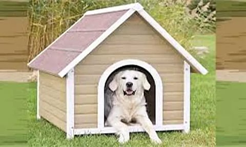 செல்லப்பிராணிகள் விற்பனை நிலையங்கள் பிராணிகள் நல வாரியத்திடம் பதிவு செய்ய அறிவுறுத்தல்