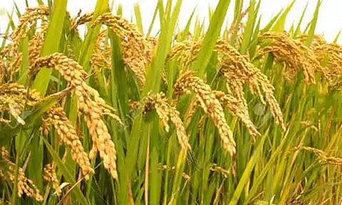 தமிழகத்தில் நெல்லுக்கான ஆதார விலை ரூ.2,500 ஆக உயர்வு: அரசாணை வெளியீடு