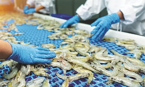 தமிழகத்தில் இருந்து அமெரிக்காவுக்கு இறால் ஏற்றுமதி முற்றிலும் நிறுத்தம்