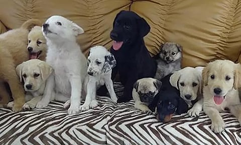 சென்னையில் வளர்ப்பு நாய்களுக்கு ‘மைக்ரோ சிப்’ பொருத்துவது கட்டாயம்: அடுத்த மாதம் அமல்