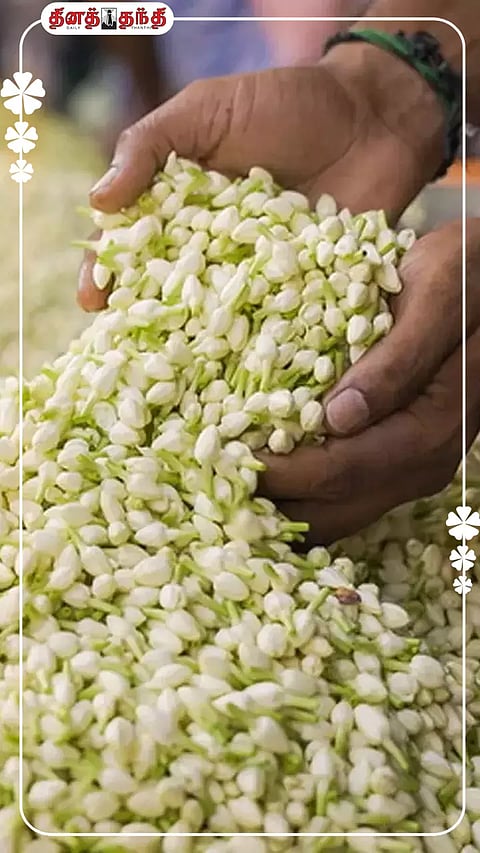 மணம் நிறைந்த மல்லிகைப் பூவின் மருத்துவ குணங்கள்!