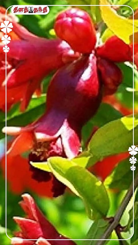மாதுளம் பழத்தைவிட..பூவில் இவ்வளவு நன்மைகளா?
