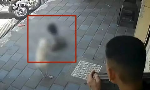 புதுச்சேரி: சிறுமியை கடித்துக்குதறிய தெருநாய் - அதிர்ச்சி சம்பவம்