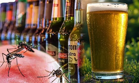 உங்களுக்கு பீர் பிடிக்குமா? அப்படி என்றால் கொசுவுக்கும் உங்களை ரொம்ப பிடிக்கும்..!