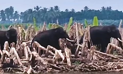 கோவை: சிறுமுகை அருகே பயிர்களை சேதப்படுத்தி காட்டு யானைகள் அட்டகாசம்