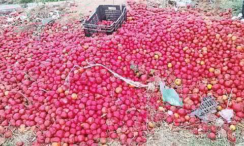 விளைச்சல் அதிகரிப்பால் விலை வீழ்ச்சி: தக்காளிகளை சாலையோரம் கொட்டிச் செல்லும் விவசாயிகள்