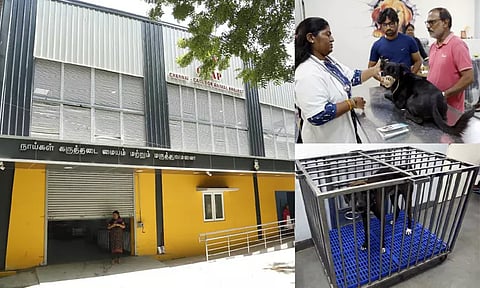 ஒரு மாதத்தில் 46 ஆயிரம் தெருநாய்களுக்கு ரேபிஸ் தடுப்பூசி: சென்னை மாநகராட்சி தகவல்