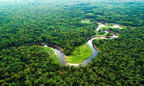 அமேசான் காடுகள் அழிப்புக்கு எதிராக குரல் எழுப்பிய 2,250 சுற்றுச்சூழல் ஆர்வலர்கள் மர்மச்சாவு - பகீர் தகவல்