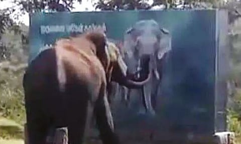 சுவரில் வரைந்த யானை ஓவியத்தை கண்டு மிரண்ட நிஜ யானை.. அடுத்து நடந்த சுவாரஸ்யம்