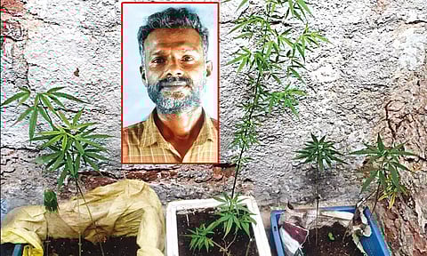 வீட்டில் கஞ்சா செடிகள் வளர்த்த ஆட்டோ டிரைவர் கைது