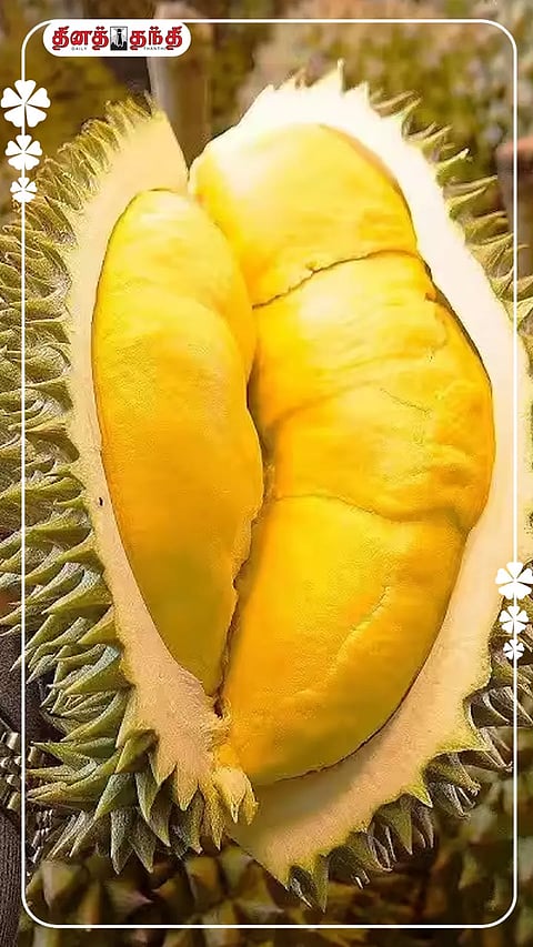 துரியன் பழம்: துர்நாற்றம், ஆனால் நம்பமுடியாத அளவுக்கு நன்மைகள்..!