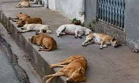 தூத்துக்குடி: கோவில் வளாகத்தில் சுற்றித் திரியும் நாய்கள்- மாநகராட்சி நடவடிக்கை எடுக்க கோரிக்கை