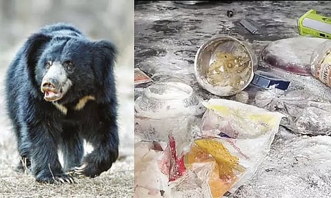 பாபநாசம் மலையடிவார கிராமங்களில் கரடிகள் அட்டகாசம் அதிகரிப்பு