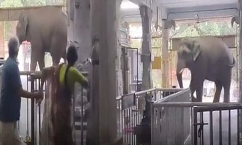 வெள்ளியங்கிரி ஆண்டவர் கோவிலுக்குள் புகுந்த காட்டு யானையால் பரபரப்பு