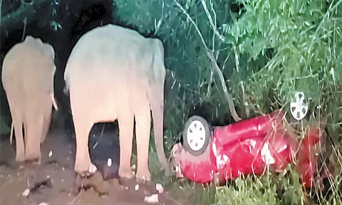 கேரளா: காரை கவிழ்த்து, காலால் உதைத்து விளையாடிய காட்டு யானைகள்