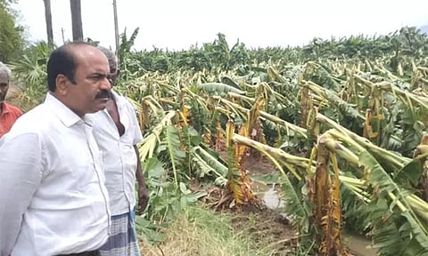 சேரன்மகாதேவியில் பலத்த காற்றினால் 60 ஆயிரம் வாழைகள் சேதம்: திருநெல்வேலி கலெக்டர் ஆய்வு