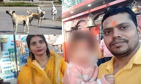 2 வயது குழந்தையை கடித்துக்குதறிய தெருநாய்கள் - அதிர்ச்சி சம்பவம்