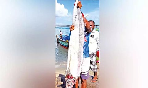 பாம்பனில் மீனவர்கள் வலையில் சிக்கிய அபூர்வ `டூம்ஸ்டே மீன்'; பேரழிவுக்கான அறிகுறியா?