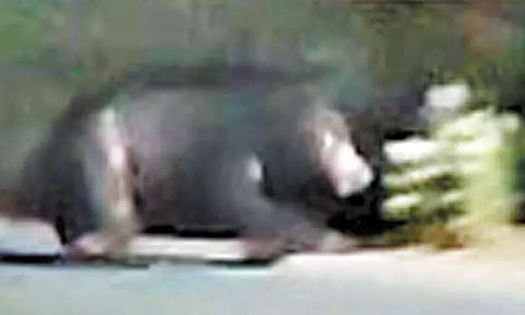 கோவில் சாலையில் உலா வந்த கரடி: பக்தர்கள் அலறியடித்து ஓட்டம்