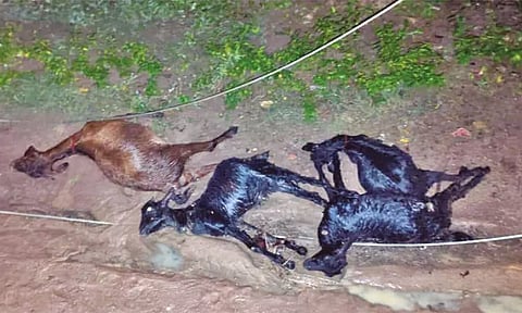 மின்கம்பி அறுந்து விழுந்ததால் மின்சாரம் தாக்கி 11 ஆடுகள் பலி