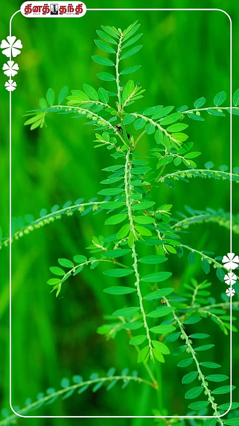 மஞ்சள்காமாலை முதல் மலட்டுத்தன்மை வரை..அற்புதங்களை அள்ளித்தரும் கீழாநெல்லி!