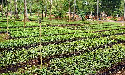 ஈஷா காவேரி கூக்குரல், பேரூர், தருமை ஆதீனங்கள் சார்பில் கோவில் காடுகள் திட்டம்!