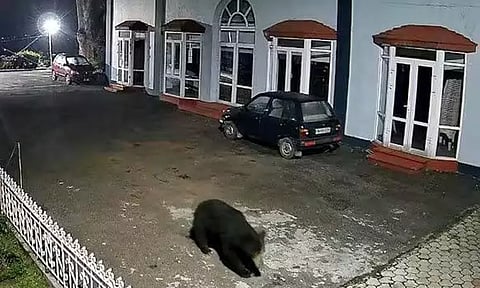 நீலகிரி: குடியிருப்பு பகுதியில் சுற்றித்திரியும் கரடி - பொதுமக்கள் அச்சம்