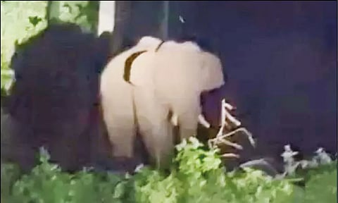 விளைநிலத்தில் புகுந்த யானையிடம் ‘சென்றுவிடு’ என கெஞ்சிய விவசாயி