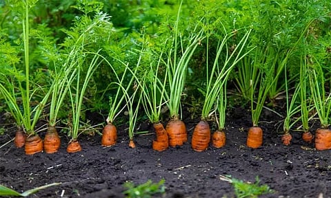 நீலகிரி: விளைநிலங்களில் தேங்கிய மழைநீர் - காய்கறிகள் அழுகி சேதம்