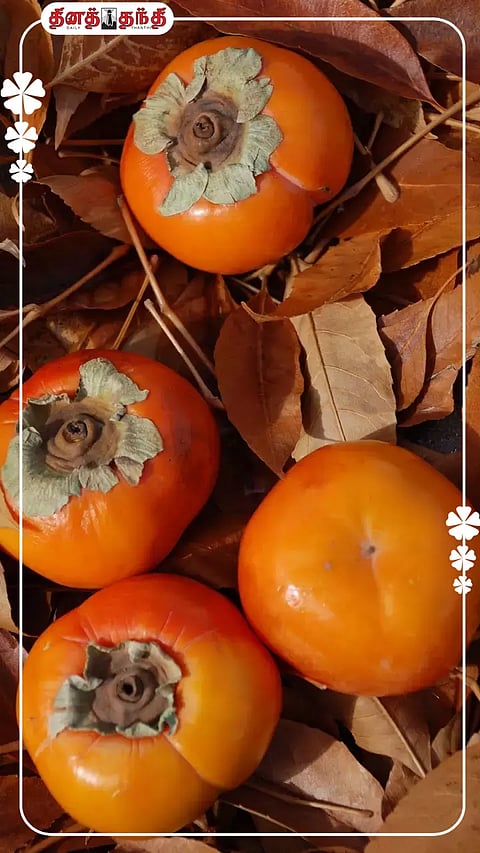 பெர்சிமன் பழத்தின் ஆரோக்கிய நன்மைகள்.!!