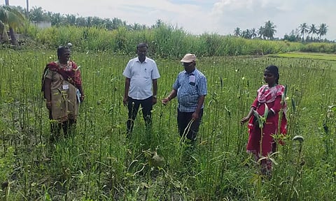 ‘தினத்தந்தி’ செய்தி எதிரொலி: நத்தையால் பாதித்த பயிர்களை வேளாண்துறை அதிகாரிகள் ஆய்வு