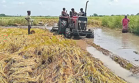 அறுவடைக்கு தயாராக இருந்த நெற்பயிர்கள் டிராக்டர் மூலம் அழிப்பு: பெண் விவசாயி கண்ணீர்