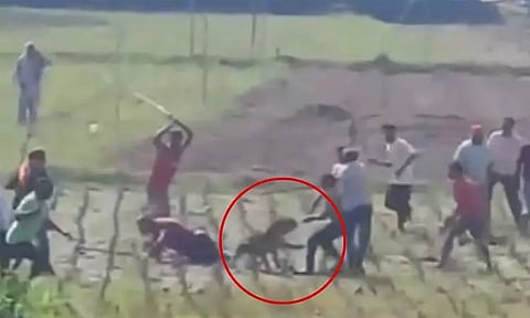 கிராமத்திற்குள் நுழைந்த சிறுத்தையை கடுமையாக தாக்கிய மக்கள்