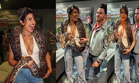 மலைப்பாம்பை மயங்க வைத்த பிரியங்கா சோப்ரா