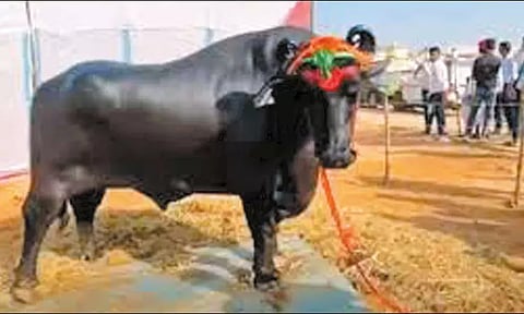 ராஜஸ்தானில் கால்நடை கண்காட்சிக்கு வந்த ரூ.21 கோடி எருமை மாடு திடீர் உயிரிழப்பு