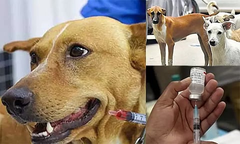 சென்னையில் வெறி நாய்க்கடி நோய் தடுப்பூசி போடுவதற்கான சிறப்பு முகாம்