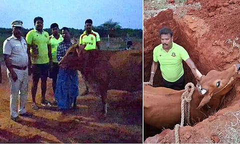 தூத்துக்குடி: 7 அடி குழியில் விழுந்த சினை பசு மீட்பு