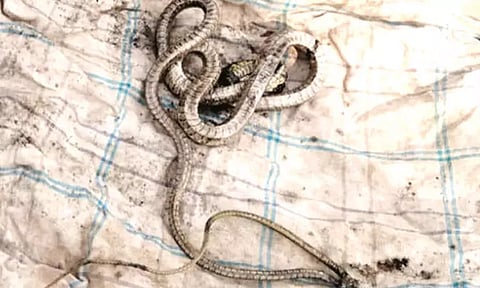 மோட்டார் சைக்கிளில் பதுங்கியிருந்த பாம்பு.. போராடி பிடித்த தீயணைப்பு வீரர்கள்