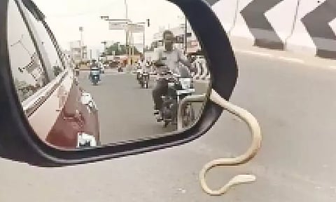 ஓடும் கார் கண்ணாடியில் இருந்து வெளியே வந்த பாம்பு.!