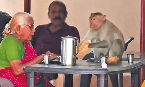 கலெக்டர் அலுவலகத்திற்கு வந்த குரங்கு.. பாட்டியின் உணவை பங்குப்போட்ட சாப்பிட்ட காட்சிகள் வைரல்